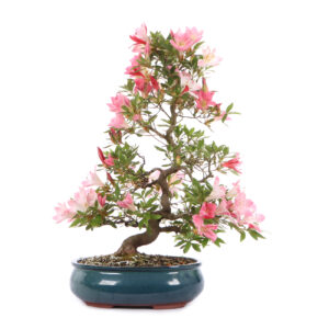 Découvrez nos bonsai en vente à Hossegor ⮳