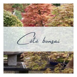 Côté Bonsai