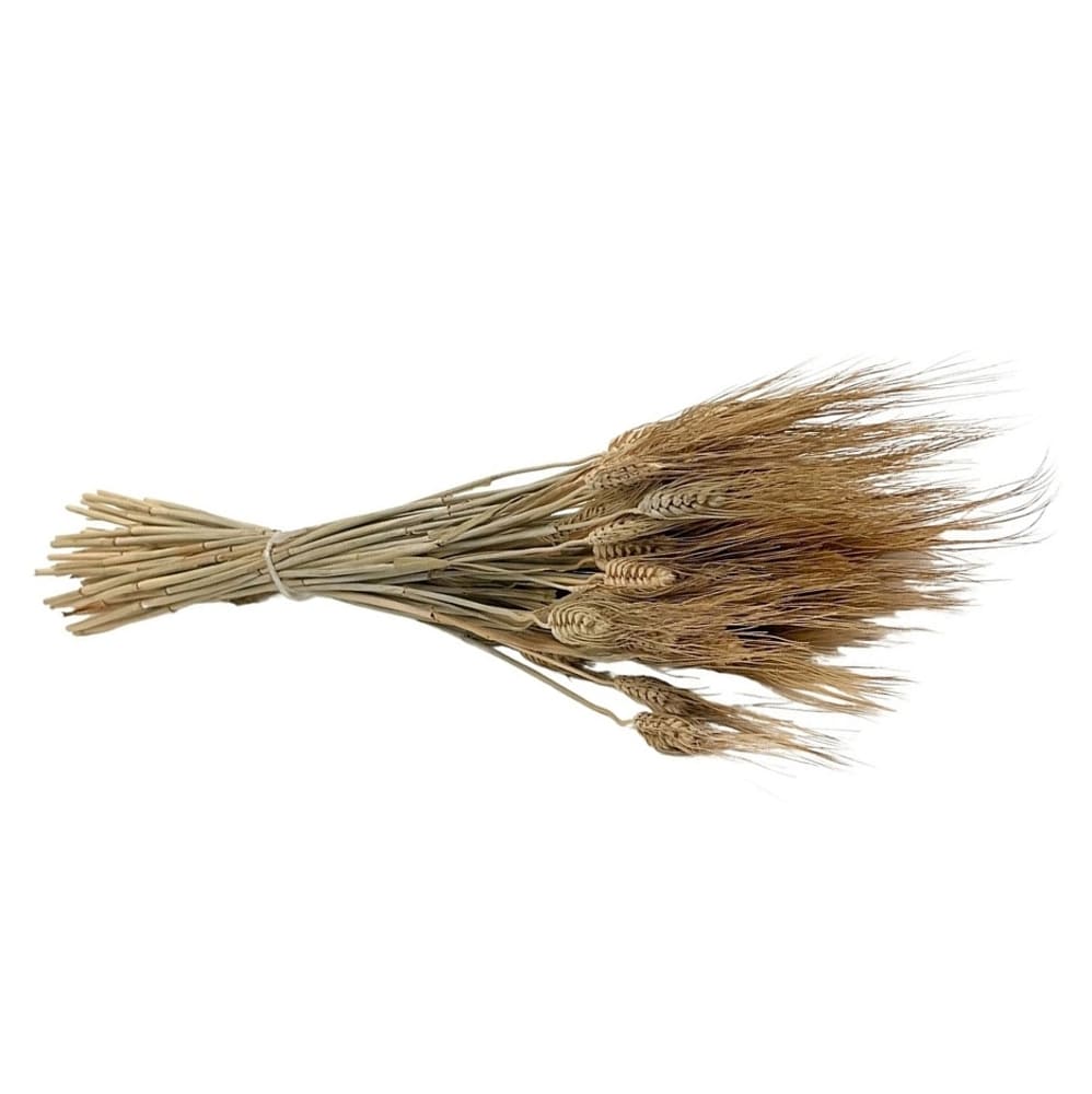 Blé barbu naturel, fleurs séchées en botte de 100g