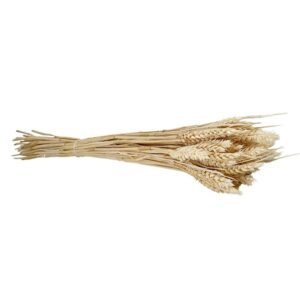 Fleurs séchées naturelles – Blé en botte de 60cm