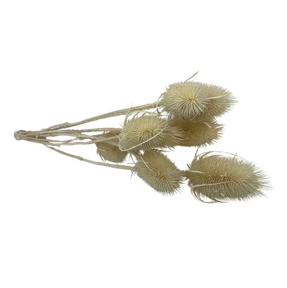 Chardon blanc, fleurs séchées en botte de 100g