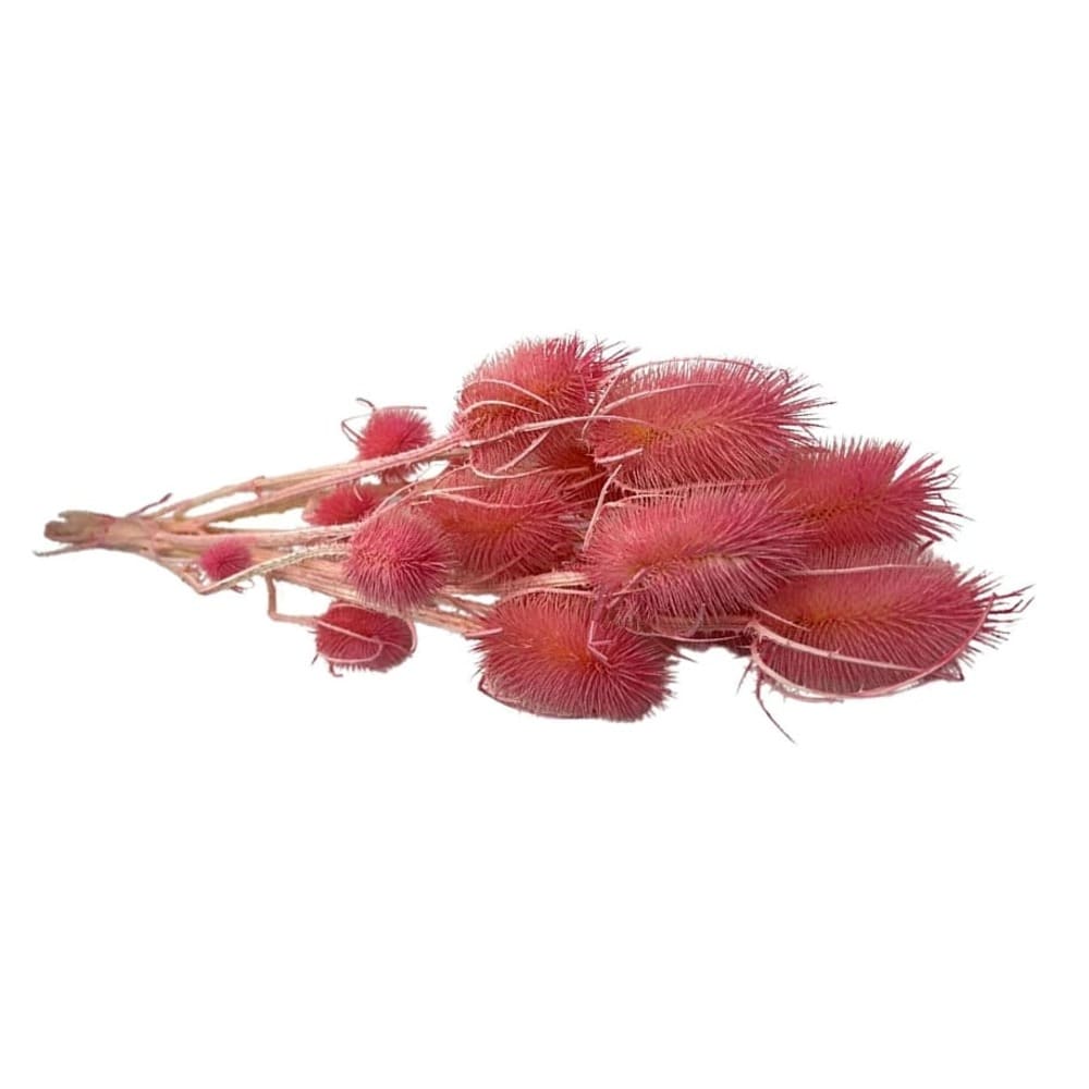 Chardon rose, fleurs séchées en botte de 100g