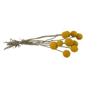 Fleurs séchées naturelles – Craspedia en botte de 50cm