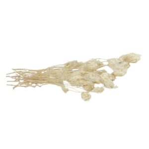 Fleurs séchées naturelles – Fenouil en botte de 80cm
