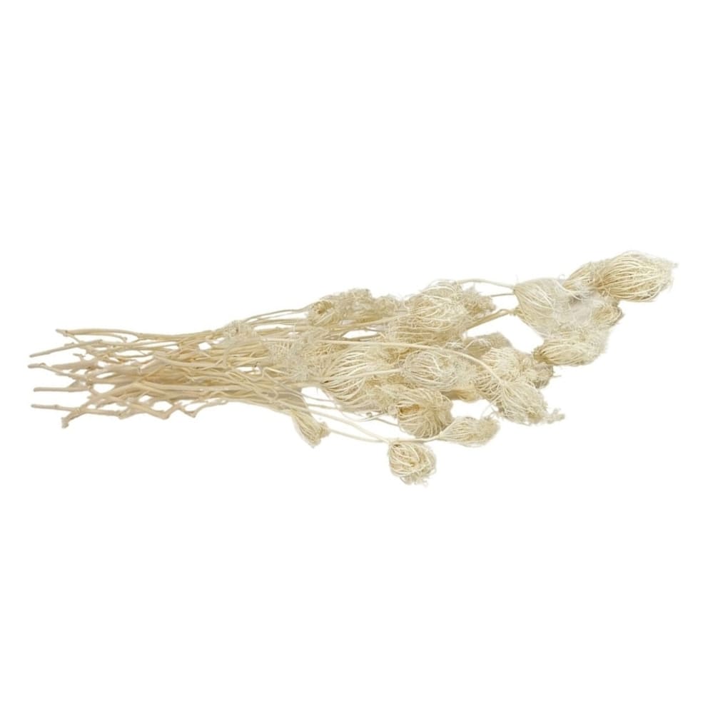 Fenouil blanc, fleurs séchées en botte de 100g