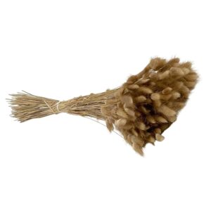 Fleurs séchées naturelles – Lagurus en botte de 60cm