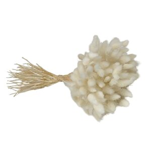 Fleurs séchées naturelles – Lagurus en botte de 60cm