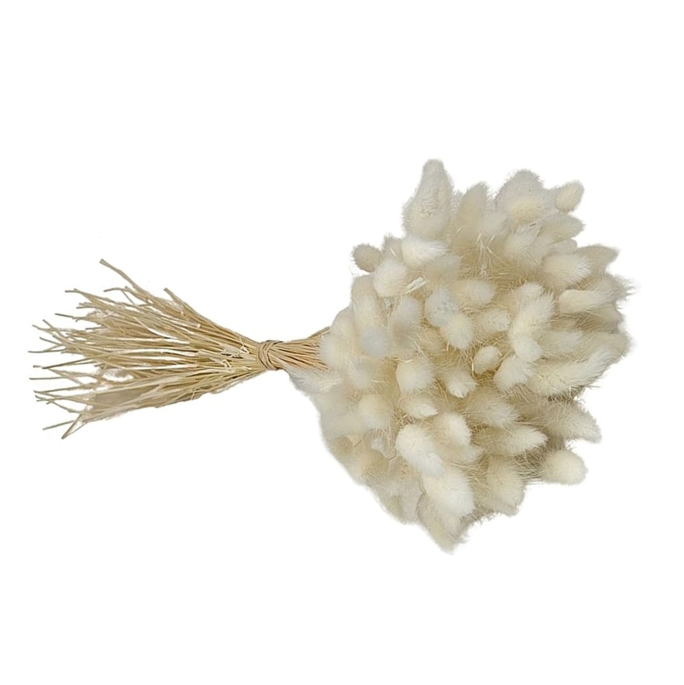Lagurus blanc, fleurs séchées en botte de 100g