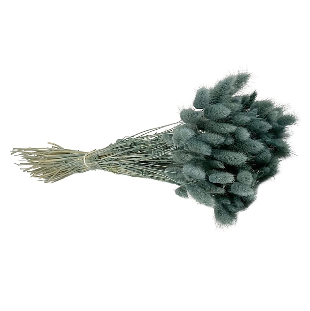 Lagurus gris, fleurs séchées en botte de 100g