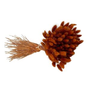 Fleurs séchées naturelles – Lagurus en botte de 60cm