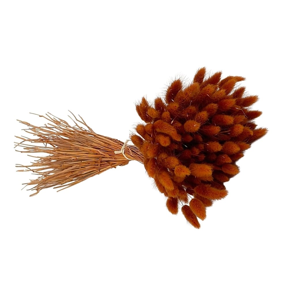 Lagurus orange, fleurs séchées en botte de 100g