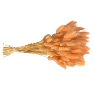 Fleurs séchées naturelles – Lagurus en botte de 60cm