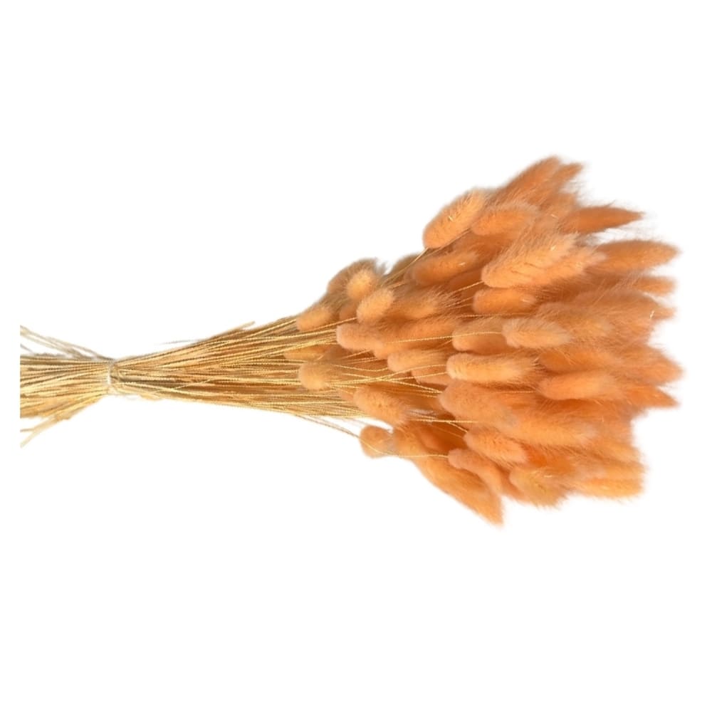 Lagurus orange pêche, fleurs séchées en botte de 100g