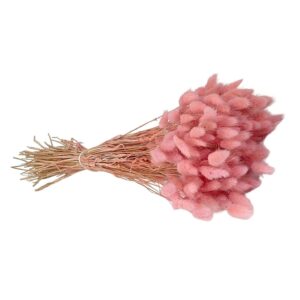 Fleurs séchées naturelles – Lagurus en botte de 60cm