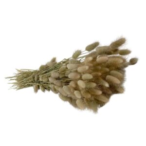 Fleurs séchées naturelles – Lagurus en botte de 60cm