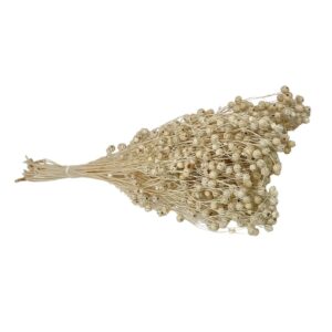Fleurs séchées naturelles – Lino en botte de 60cm