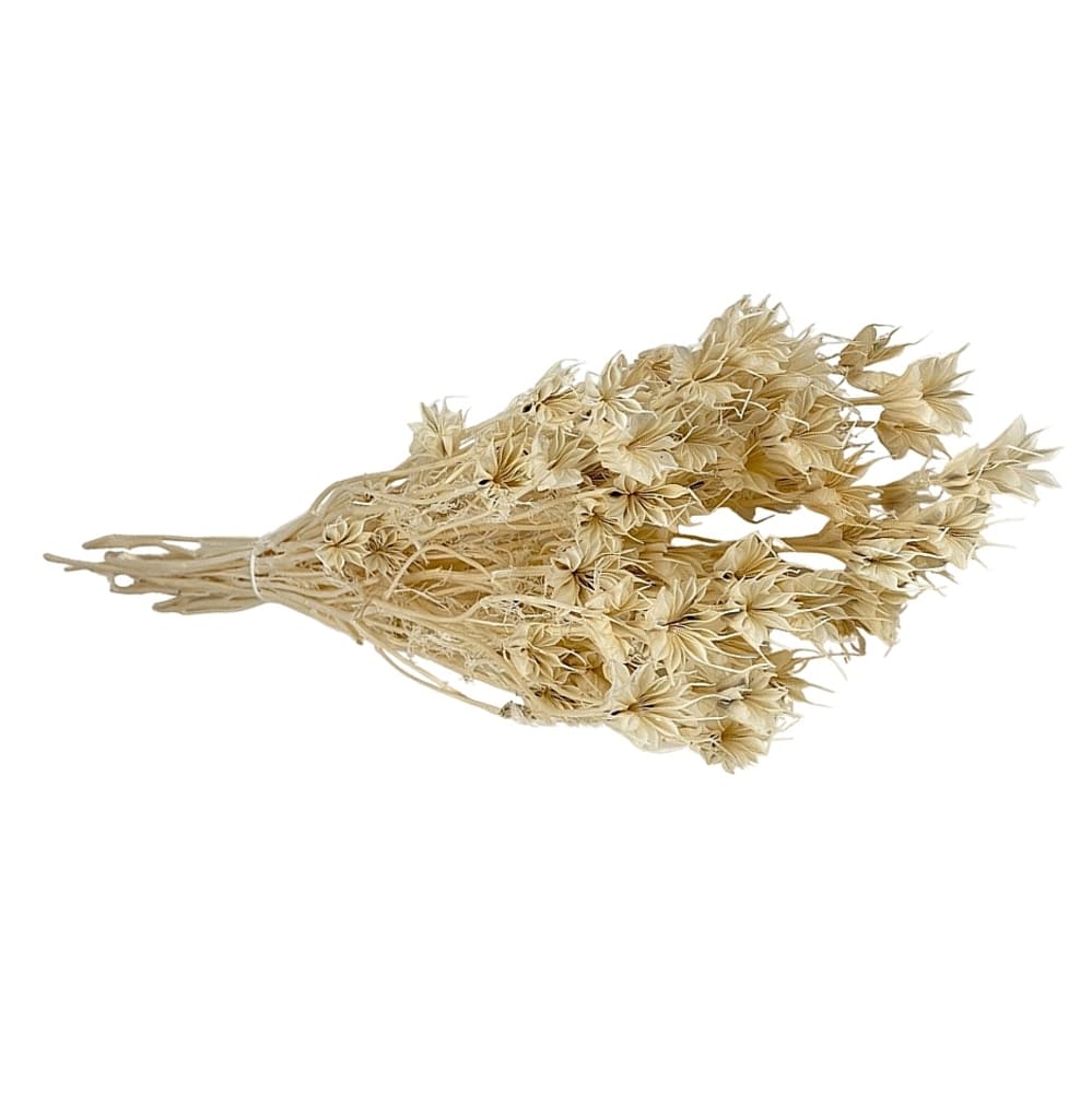 Nigelle blanc, fleurs séchées en botte de 80g