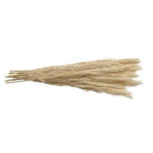 Fleurs séchées naturelles – Pampa en botte de 60cm