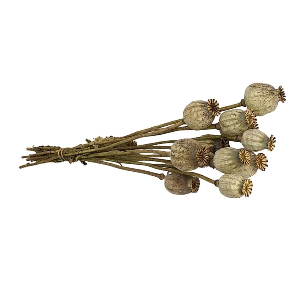 Pavot naturel, fleurs séchées en botte de 150g