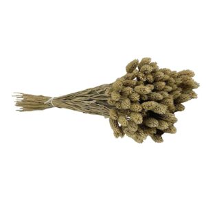 Fleurs séchées naturelles – Phalaris en botte de 60cm