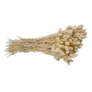 Fleurs séchées naturelles – Phalaris en botte de 60cm