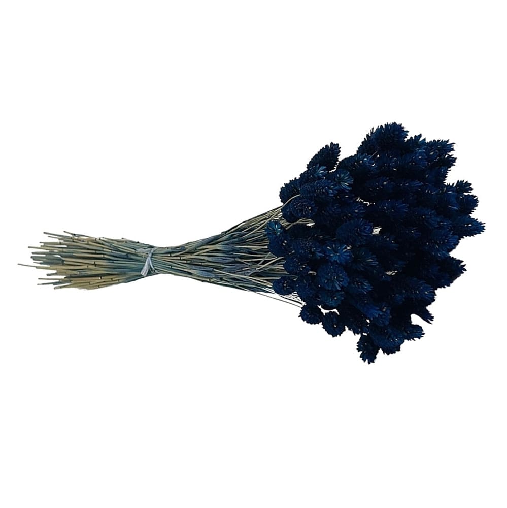 Phalaris bleu nuit, fleurs séchées en botte de 100g