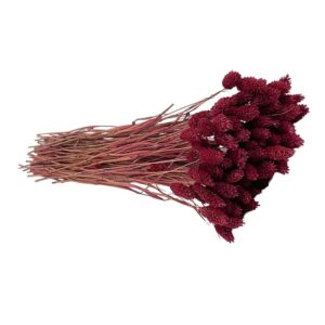 Fleurs séchées naturelles – Phalaris en botte de 60cm