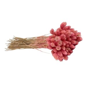 Fleurs séchées naturelles – Phalaris en botte de 60cm