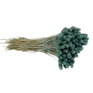 Fleurs séchées naturelles – Phalaris en botte de 60cm