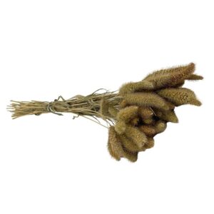Fleurs séchées naturelles – Sétaire en botte de 60cm