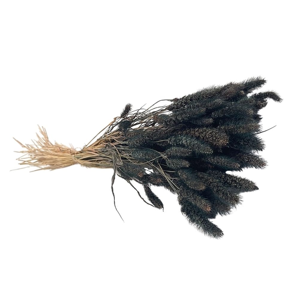 Sétaire gris, fleurs séchées en botte de 100g