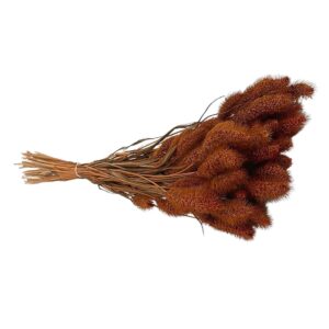 Fleurs séchées naturelles – Sétaire en botte de 60cm