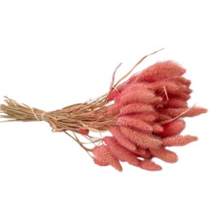 Fleurs séchées naturelles – Sétaire en botte de 60cm