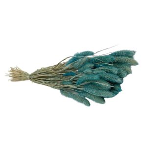 Fleurs séchées naturelles – Sétaire en botte de 60cm