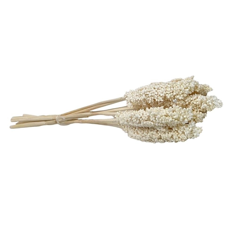 Sorgho blanc, fleurs séchées en botte de 7 tiges