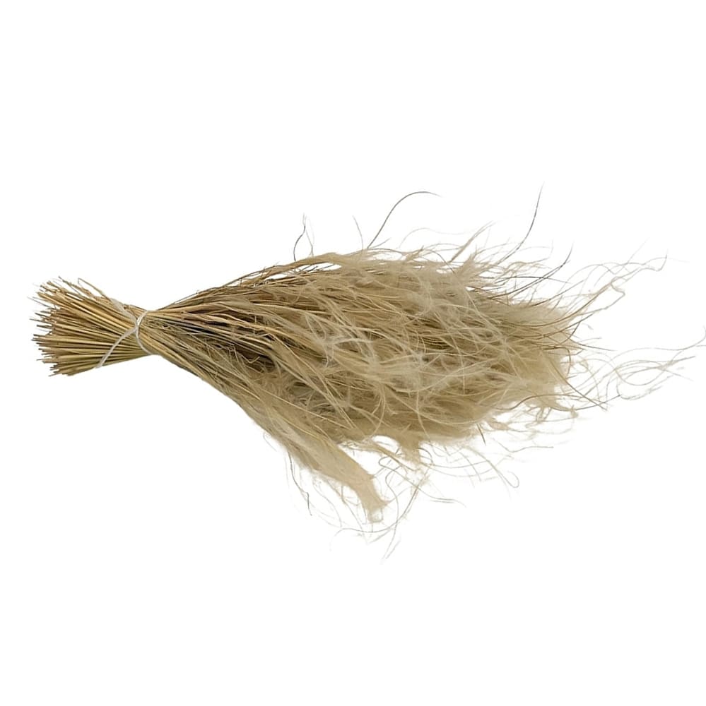 Stipa pennata naturel, fleurs séchées en botte de 50g
